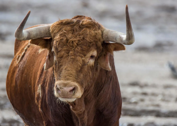 Un toro salvaje.