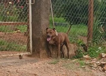 Un pitbull descontrolado.